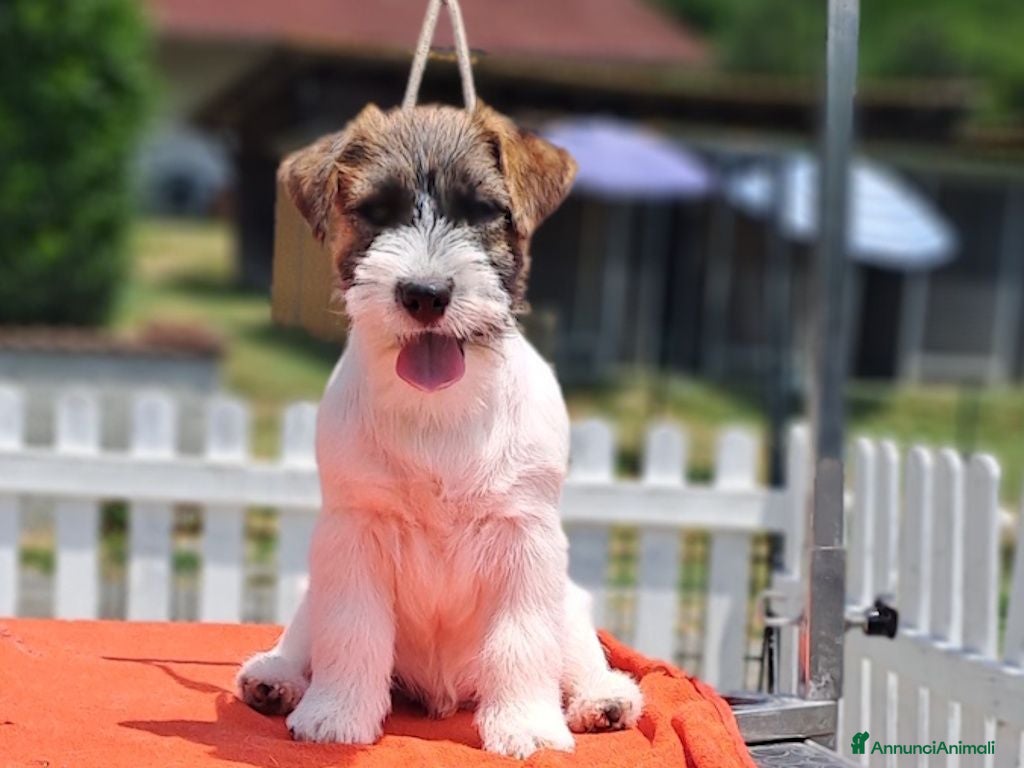 Jack Russell cani Cuccioli Jack Russell ruvido - Annuncio 1