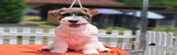 Jack Russell cani in vendita: Cuccioli Jack Russell ruvido - Annuncio 5