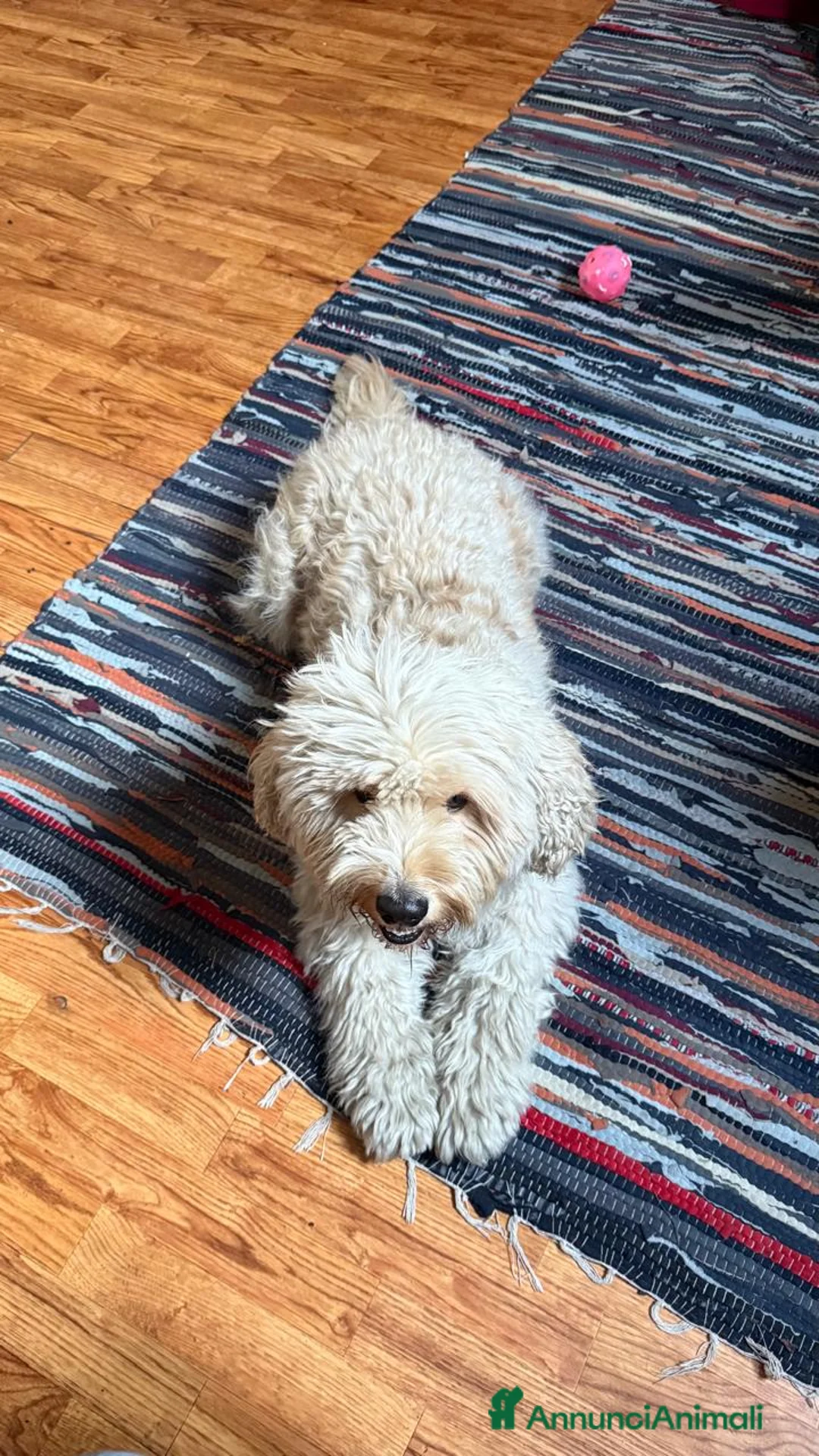 Barboncino cani in regalo: Splendido Barboncino - FLUFFY - Annuncio 8