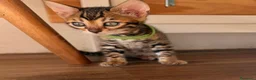 Bengala gatti in vendita: Disponibile cucciolo di Bengala - Annuncio 3