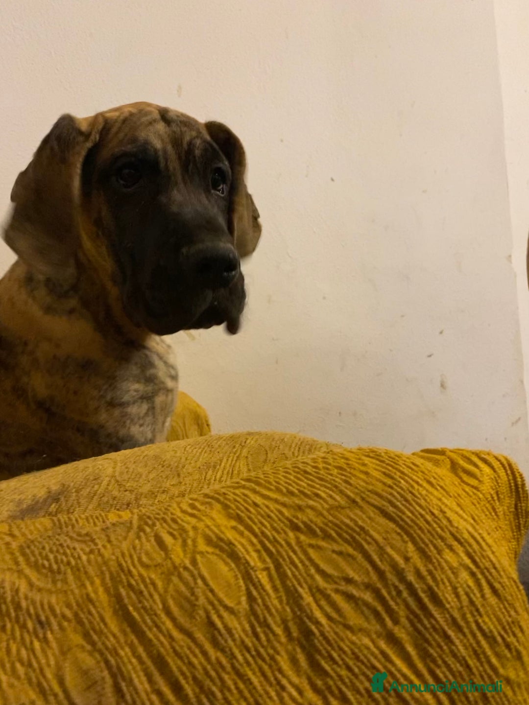 Alano cani in vendita: Alano tigrato  - Annuncio 2