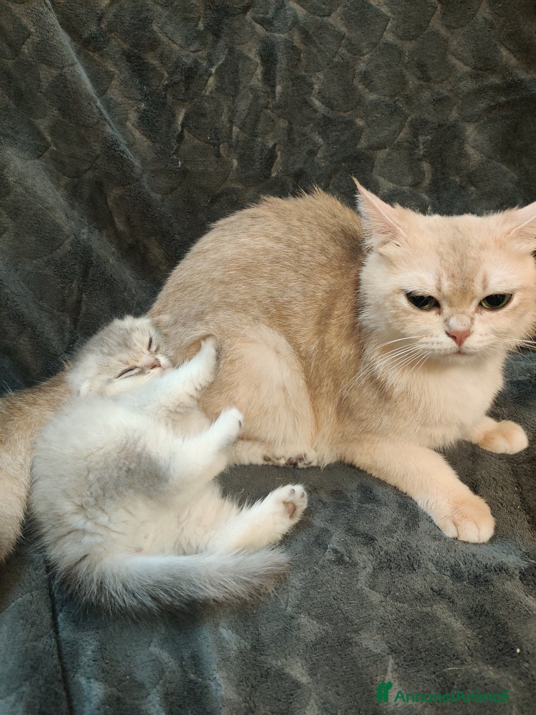 Scottish gatti in vendita: Scottish-fold  - Annuncio 5