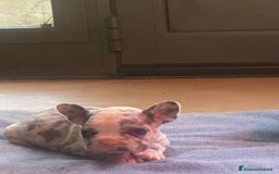 Bandog cani in vendita: Cuccioli di bulldog francese  a Città metropolitana di Milano - Immagine 5