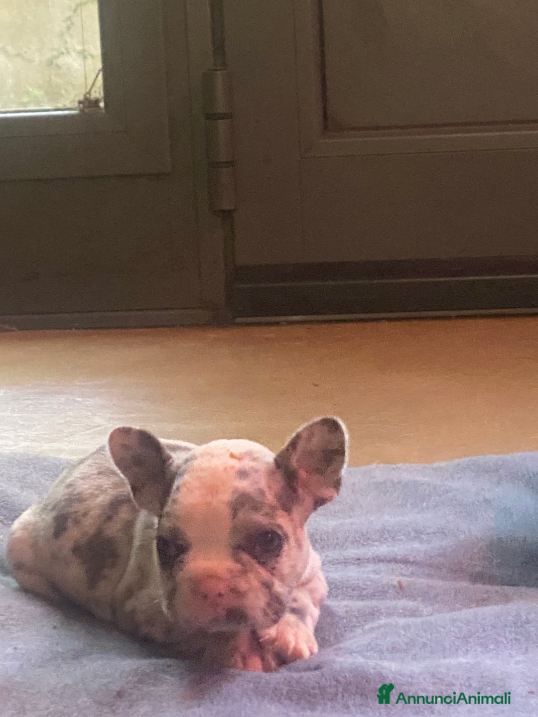 Bandog cani in vendita: Cuccioli di bulldog francese  a Città metropolitana di Milano - Immagine 5