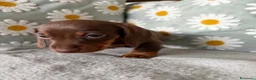 Bassotto cani in vendita: Bassotti Nani  - Annuncio 7