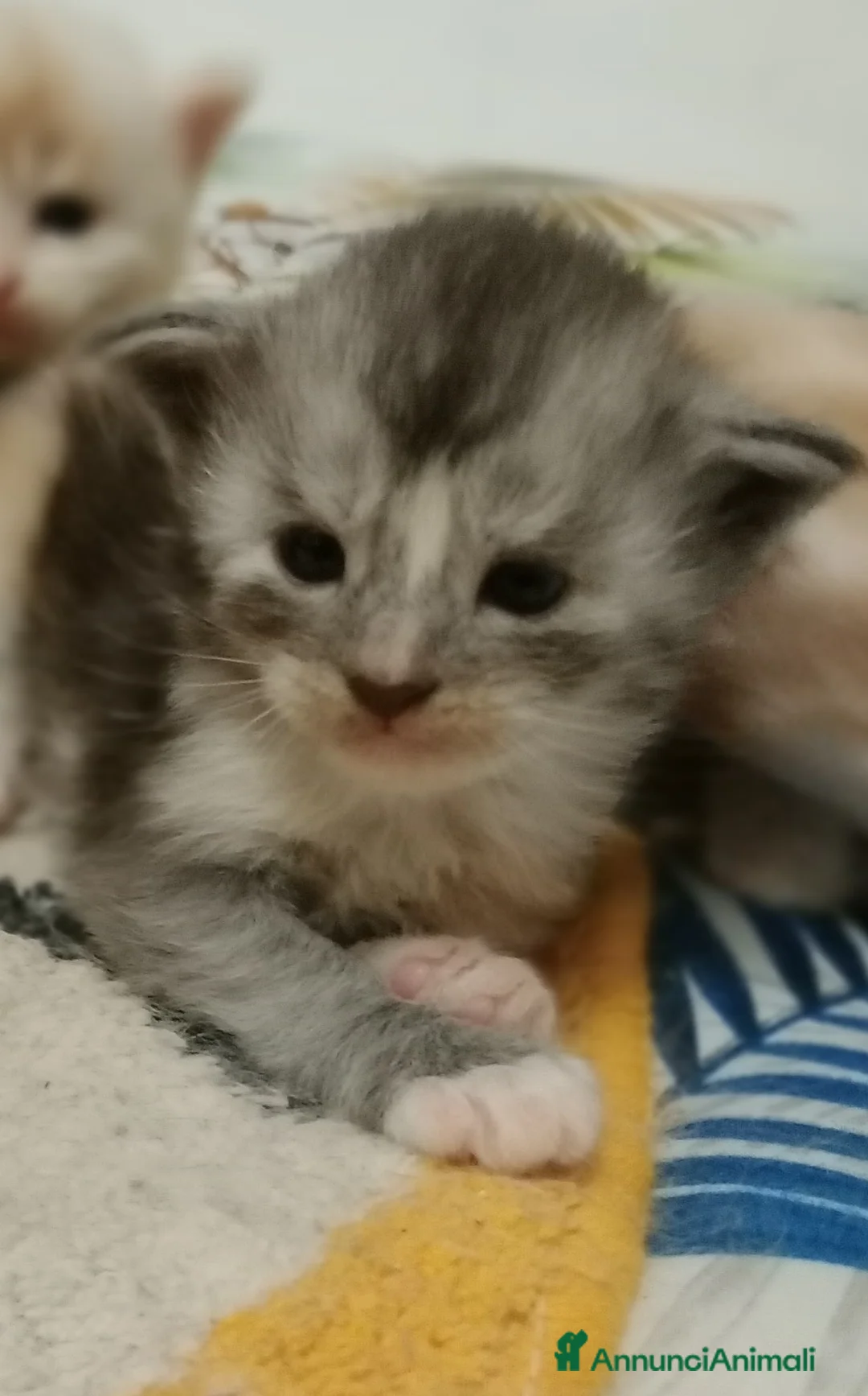 Maine Coon gatti in vendita: Maine coon cuccioli  - Annuncio 12