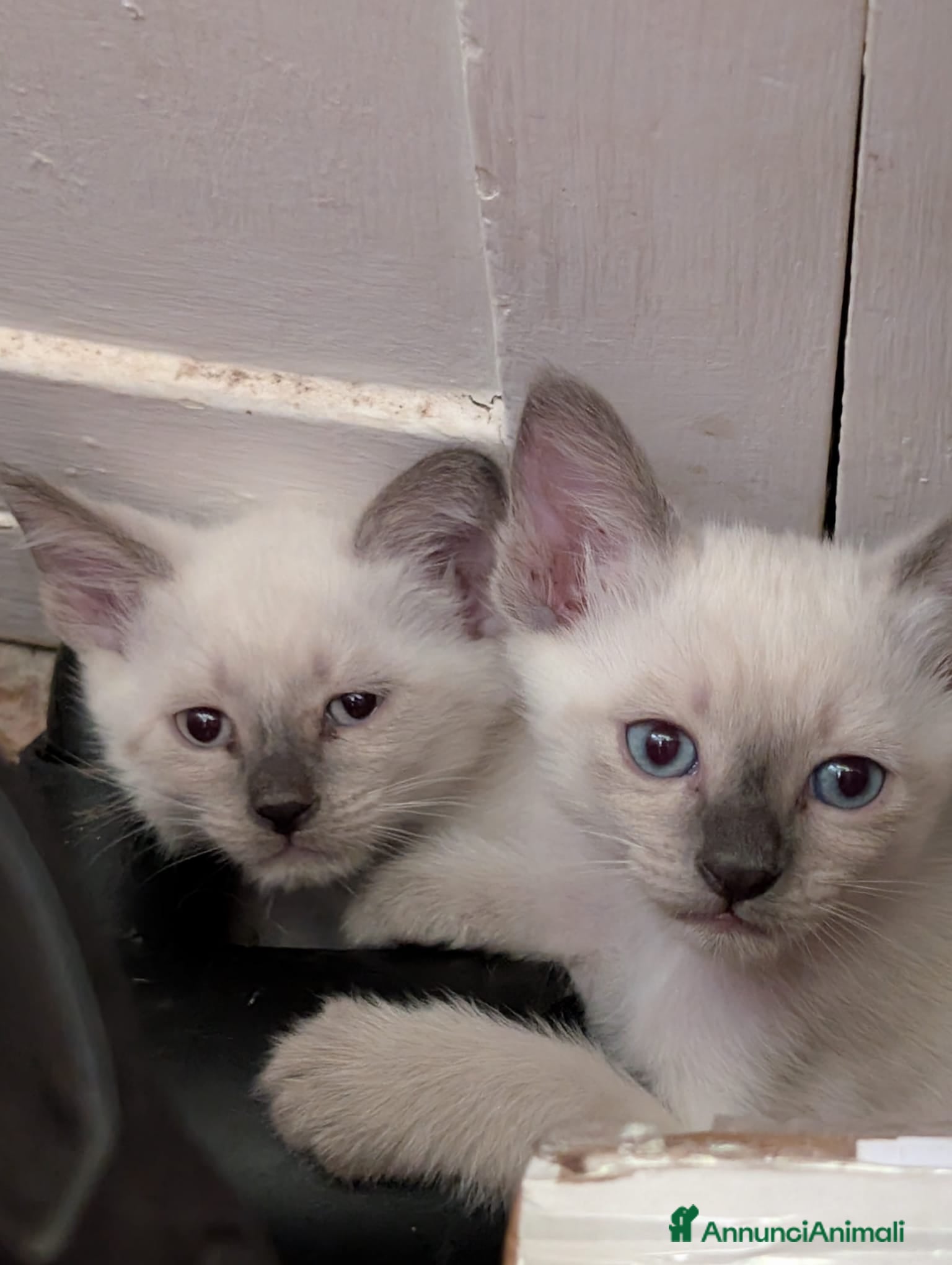 Siamese gatti CUCCIOLA FEMMINA DI SIAMESE BLUE POINT - Annuncio 29