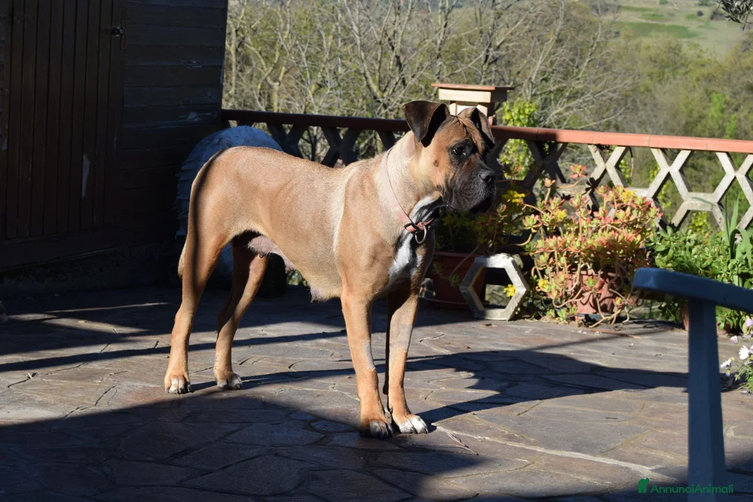 Cane Corso cani in vendita: Maschio di Cane Corso  - Annuncio 7