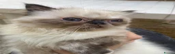 Persiano gatti in vendita: cucciola persiana color point himalaiana - Annuncio 9