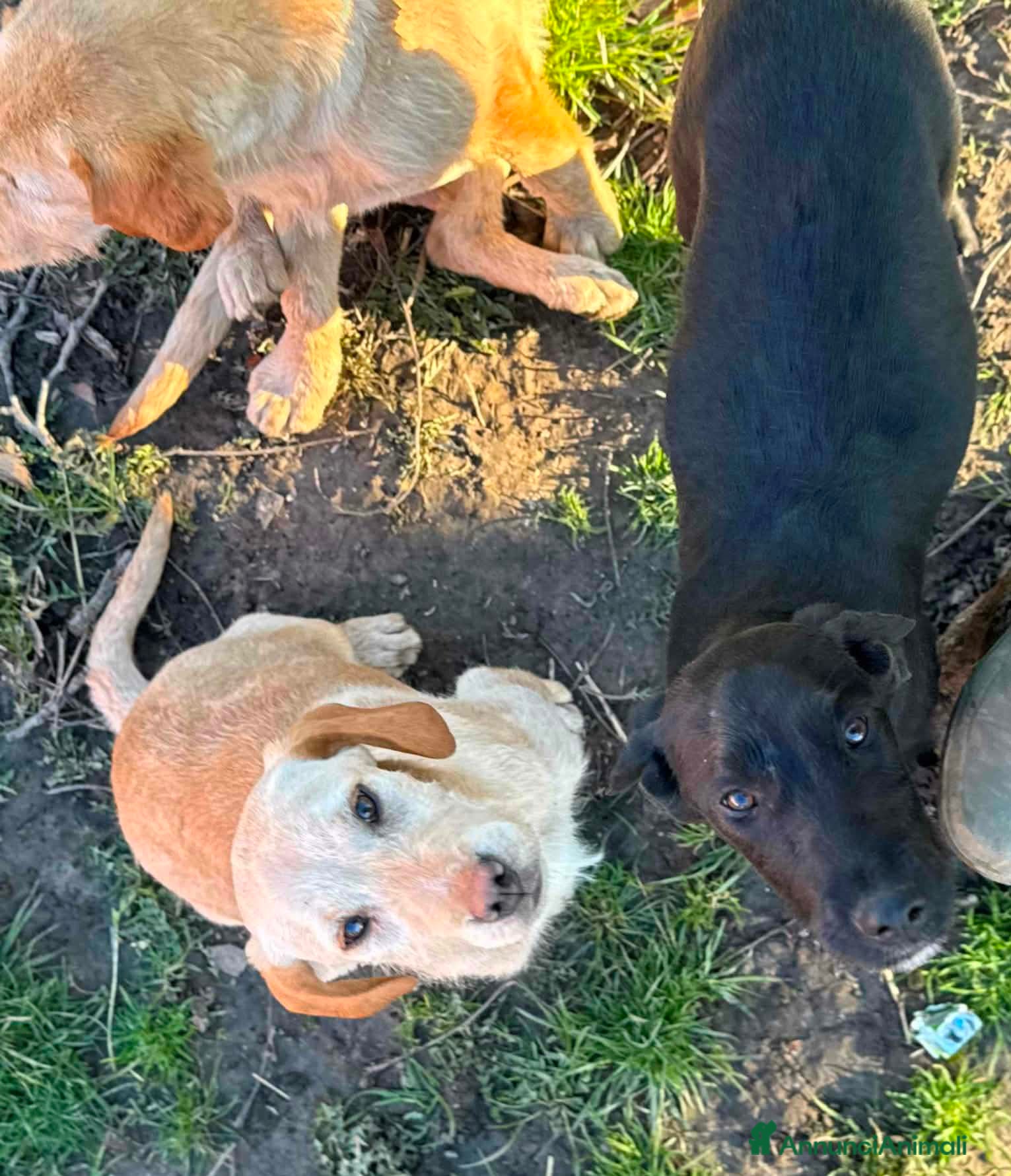 Labrador cani in regalo: KIRA e KALA, cucciolone mix LABRADOR! Dolcissime - Annuncio 9