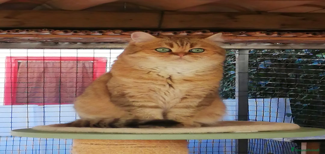 Immagine della galleria {{count}}