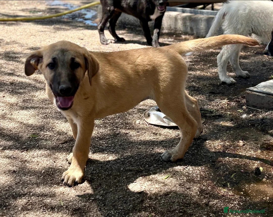 Meticcio cani in regalo: Charlotte tenera cucciola simil pastorina malinois - Annuncio 1