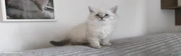 Siberiano gatti in vendita: Cuccioli siberiani  - Annuncio 2