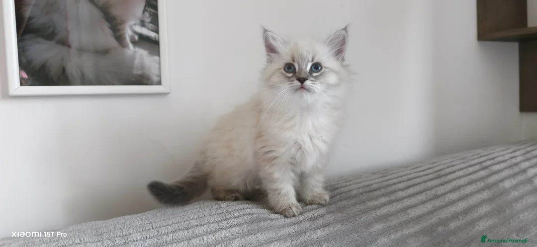 Siberiano gatti in vendita: Cuccioli siberiani  - Annuncio 2
