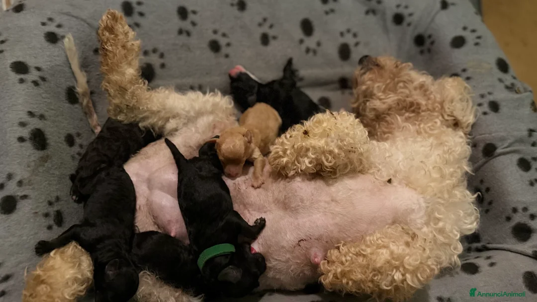 Barboncino Toy cani in vendita: Cuccioli di barboncino  a Provincia di Massa e Carrara - Annuncio 1