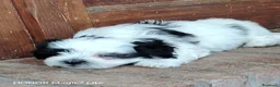 Meticcio cani in vendita: Cuccioli Incrocio tra ShihTsu e Maltese - Annuncio 3