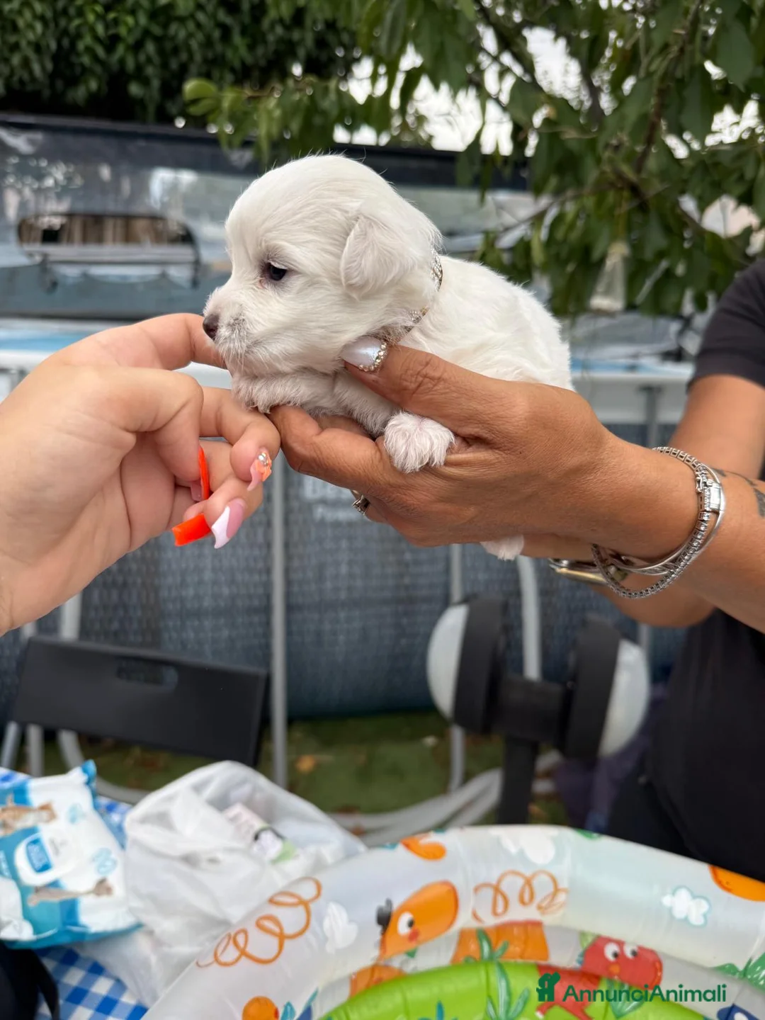 Maltese cani in vendita: Cucciolo maltese razza pura manto bianco - Annuncio 14