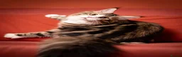 Maine Coon gatti in vendita: Gattina splendita dall'allevamento Mainemarie - Annuncio 11