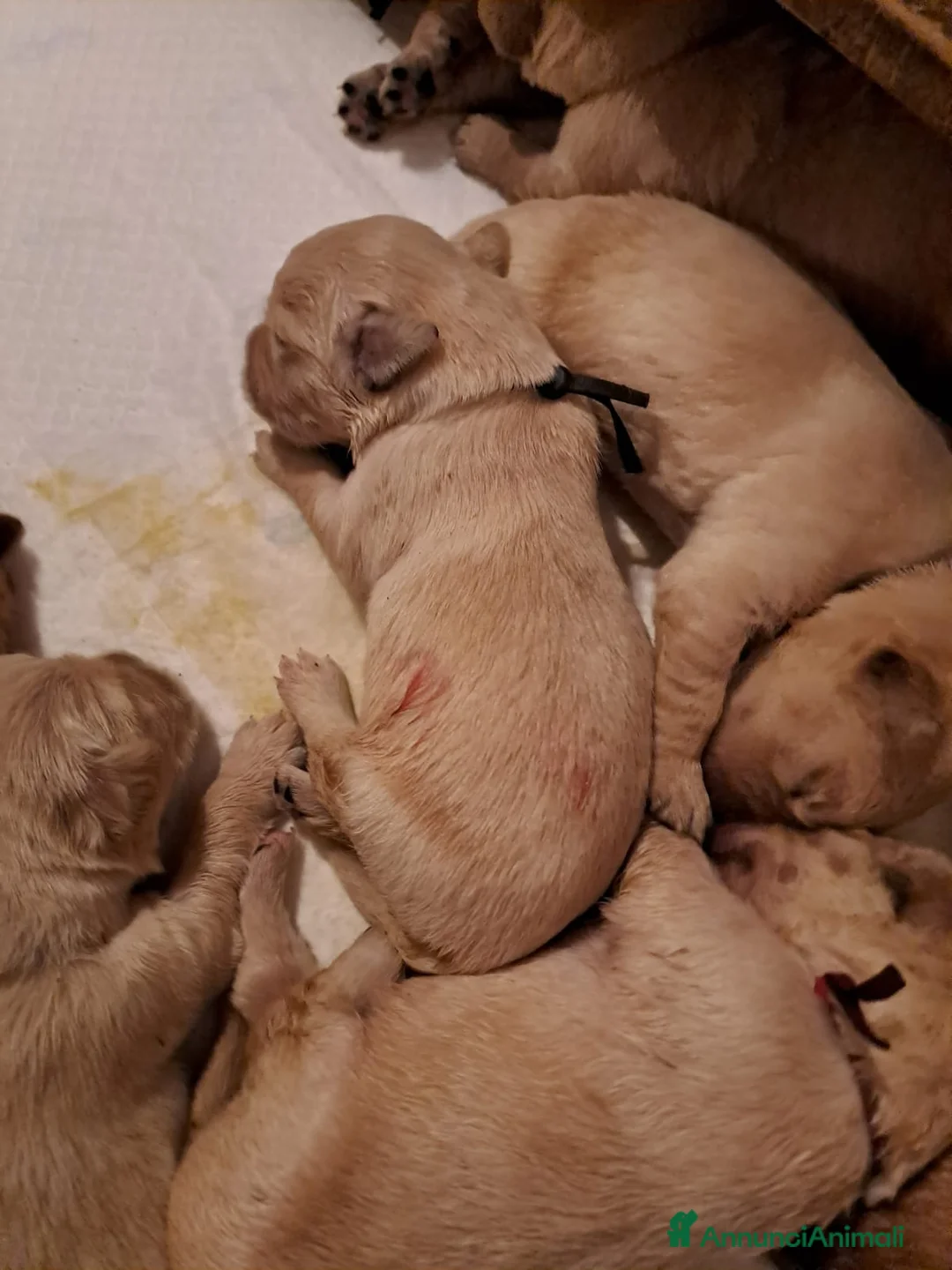 Golden Retriever cani in vendita: Cucciolata 100% americana  - Annuncio 6