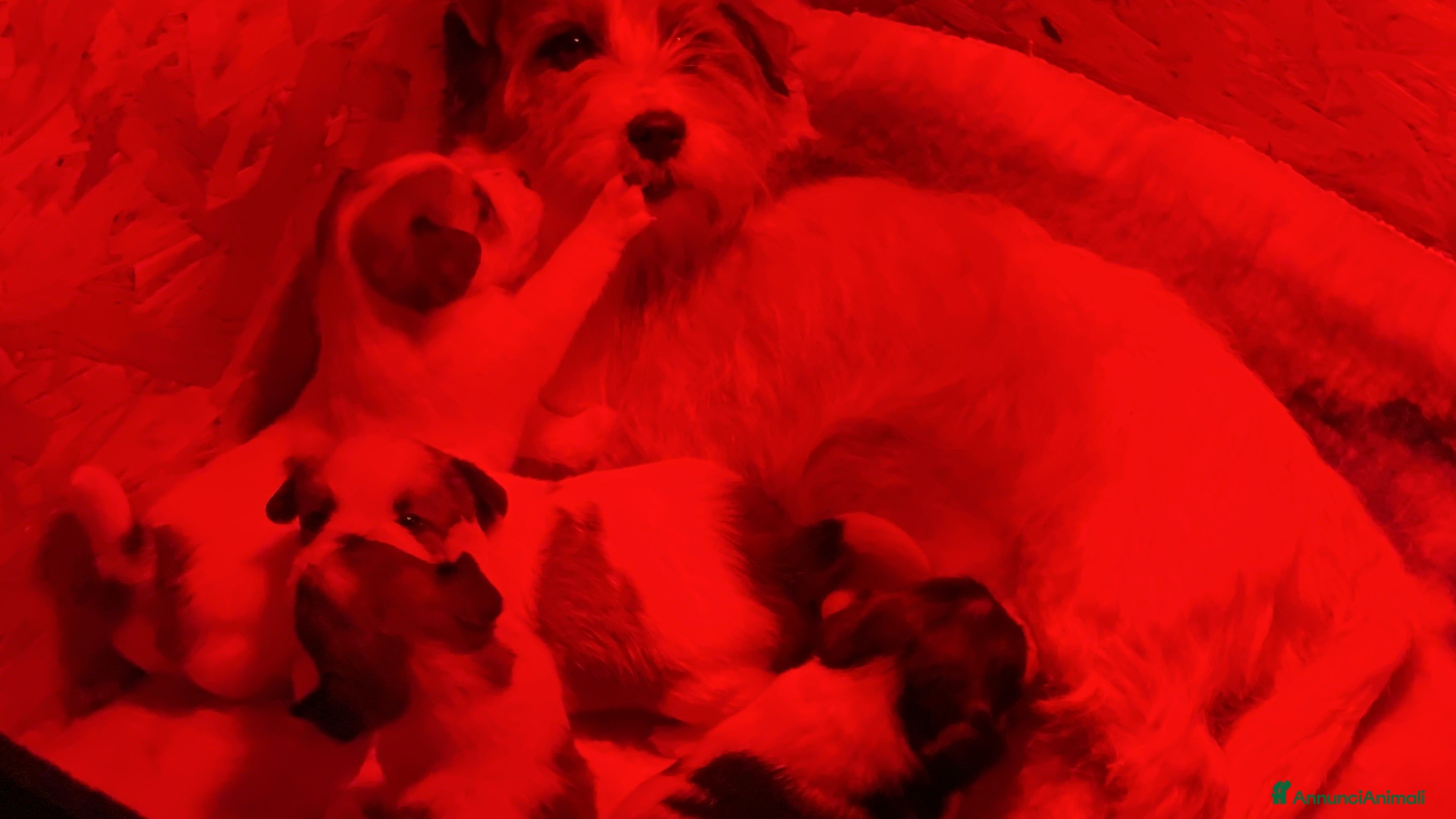 Jack Russell cani JACK RUSSELL TERRIER PELO RUVIDO - Annuncio 2