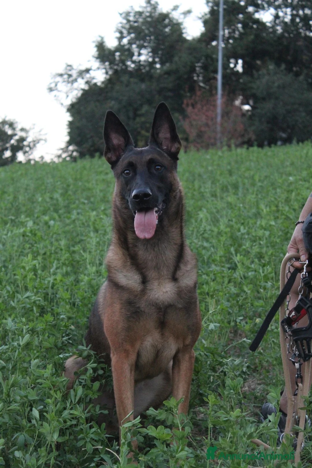 Immagine della galleria {{count}}