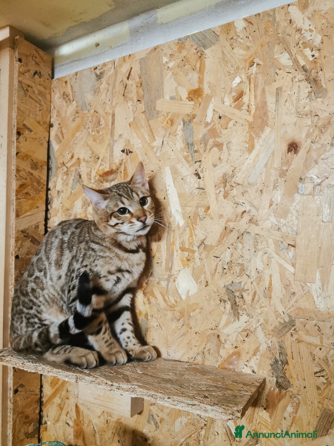 Bengala gatti in vendita: Gattini bengal wild - Annuncio 2