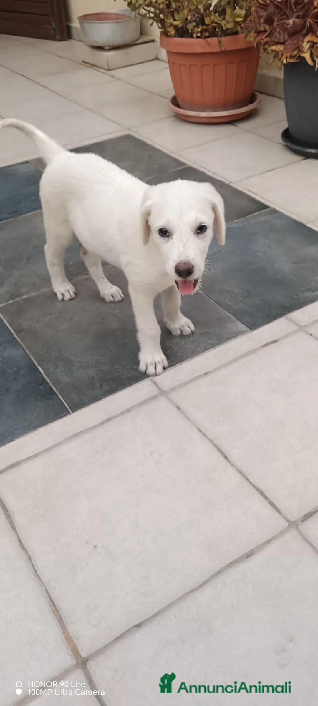 Meticcio cani in regalo: 3mesi tg media futura SOS CASA CAGLIARI - Annuncio 2