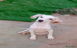 Altre razze cani in regalo: glicine  - Immagine 3