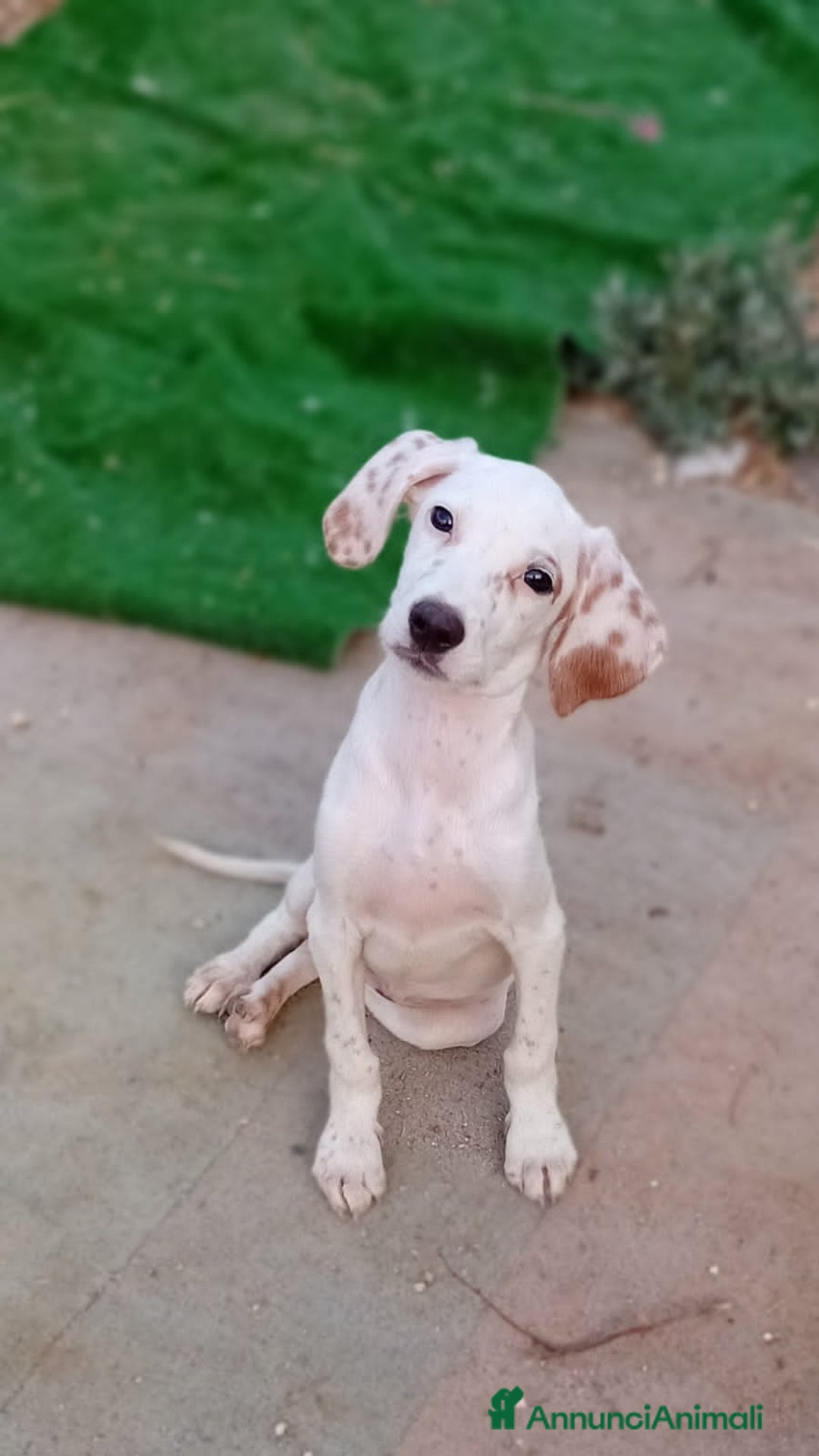 Altre razze cani in regalo: glicine  - Immagine 3