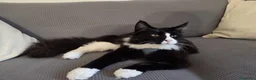 Maine Coon gatti in vendita: Vendo cuccio Maine Coon senza pedigree - Annuncio 2