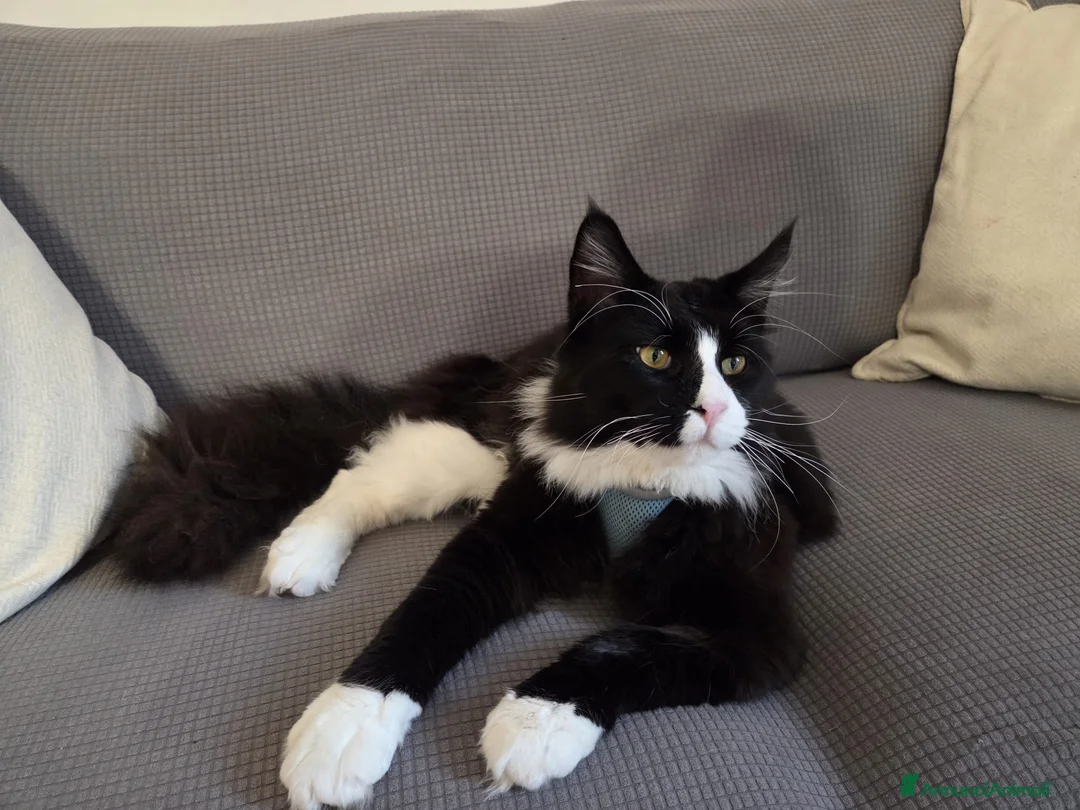 Maine Coon gatti in vendita: Vendo cuccio Maine Coon senza pedigree - Annuncio 2