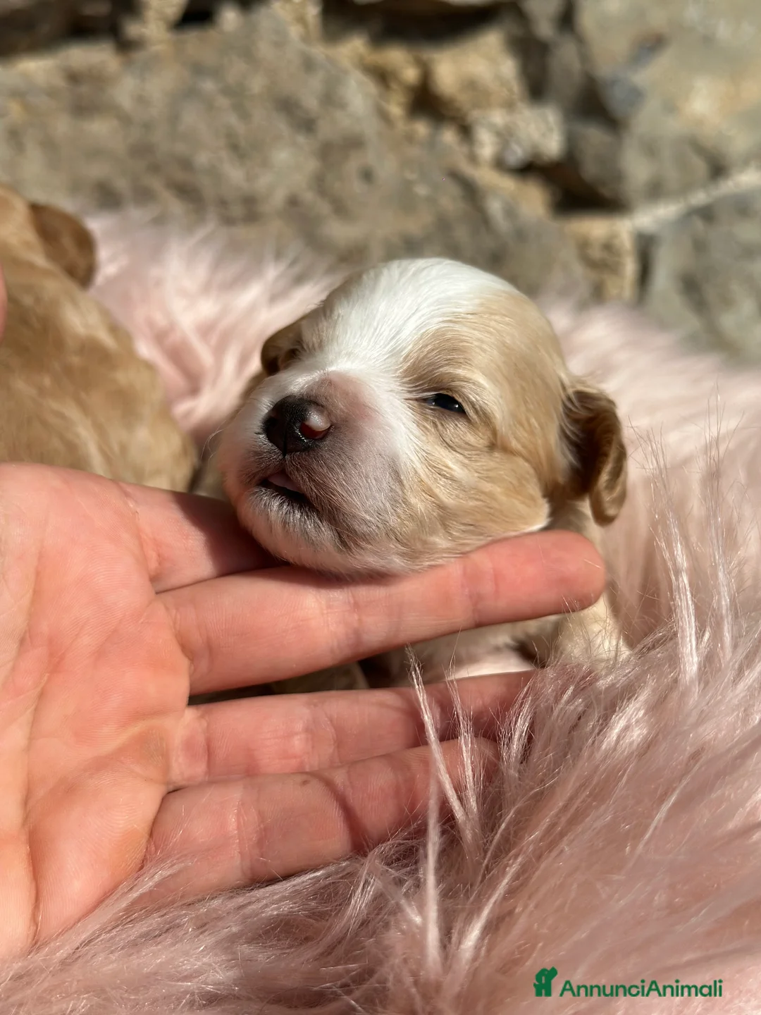 Maltipoo cani in vendita: Cuccioli di MALTIPOO - Annuncio 2