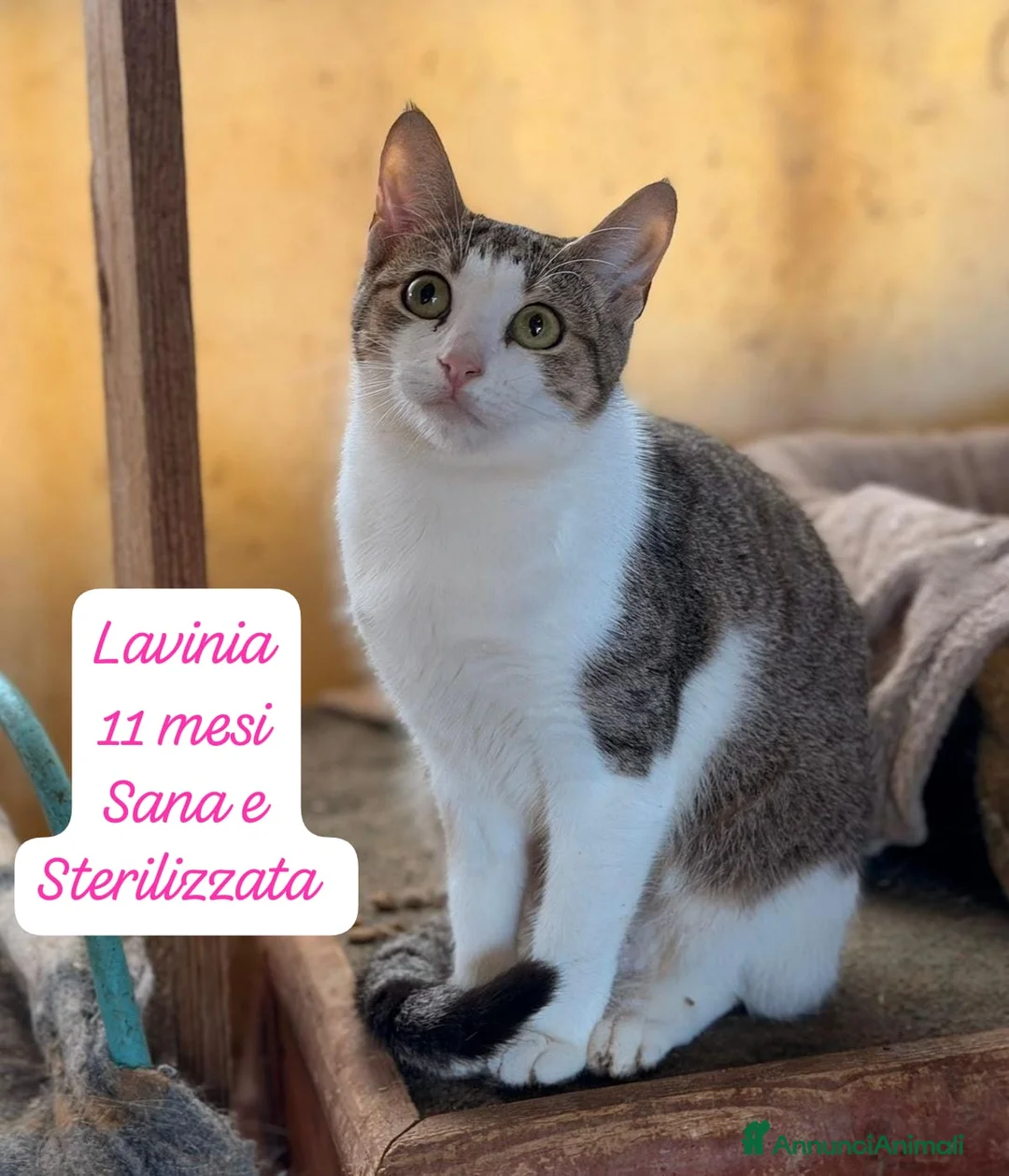 Altre razze gatti in regalo: Gattini desiderosi di trovare casa  - Annuncio 9