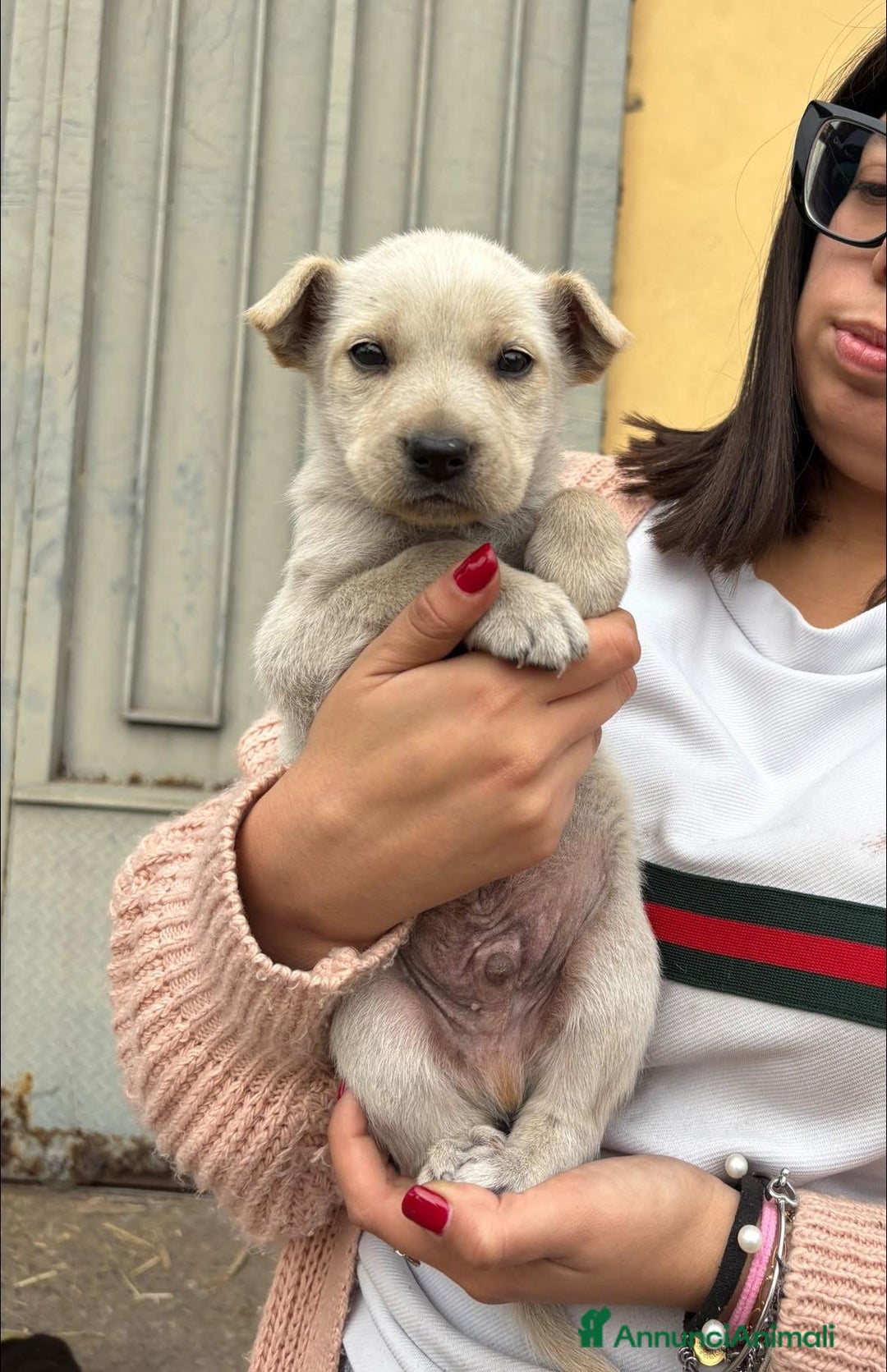 Labrador cani in regalo: Falkon cerca casa!!  - Annuncio 2