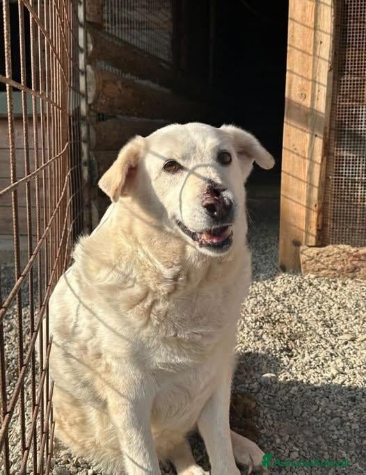 Meticcio cani Ida .. - Annuncio 31