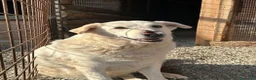 Meticcio cani in regalo: Ida .. - Annuncio 1