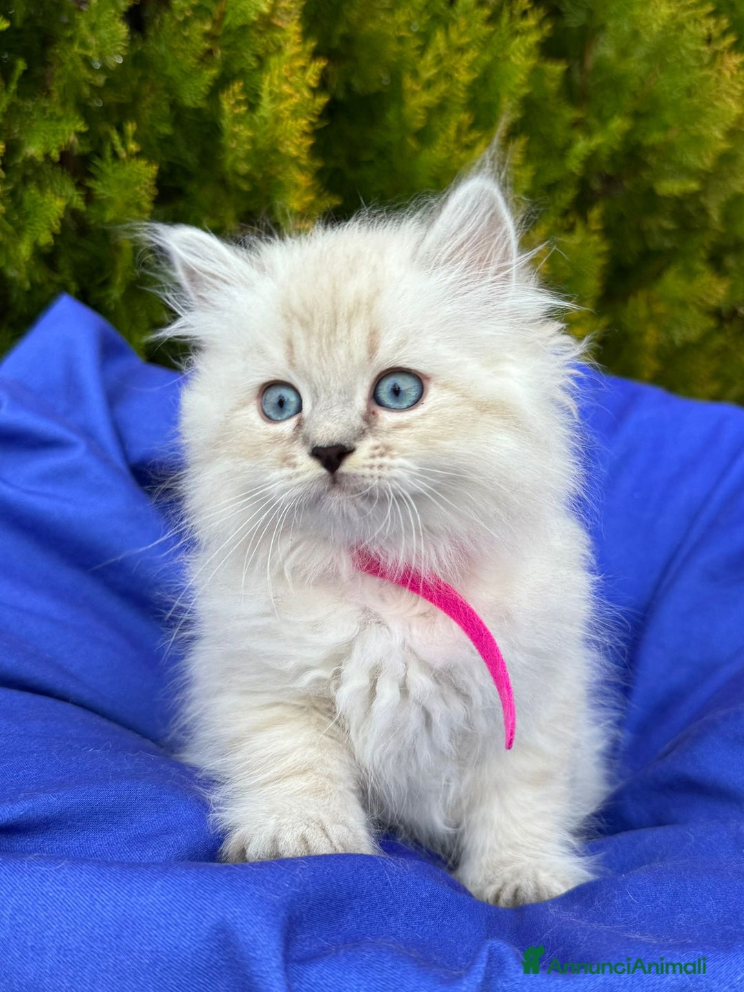 Siberiano gatti in vendita: Siberiani Neva Masquerade  - Annuncio 7