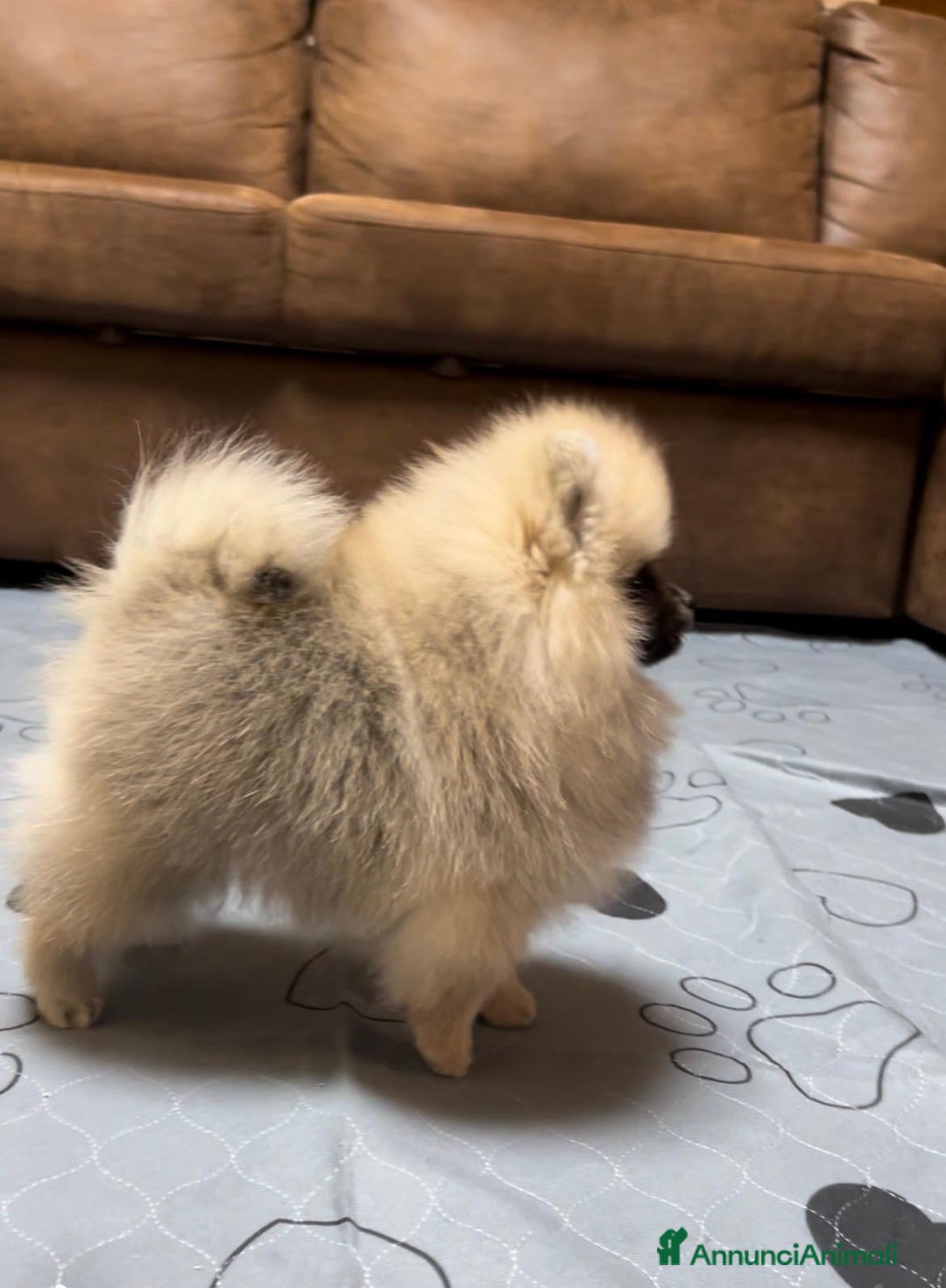 Volpino Pomerania cani in vendita: CUCCIOLA DI POMERANIA CON PEDIGREE - Annuncio 3