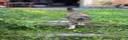 Meticcio gatti in regalo: GATTA ADULTA a Città metropolitana di Milano - Annuncio 3