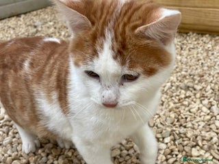 Meticcio gatti DOLCISSIMO GATTINO - Annuncio 41