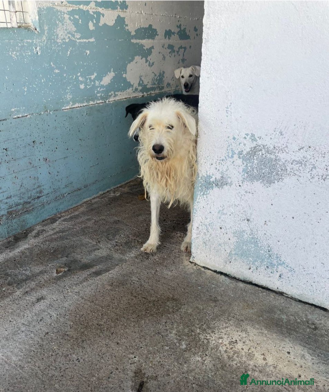 Meticcio cani in regalo: Giselle - Annuncio 1