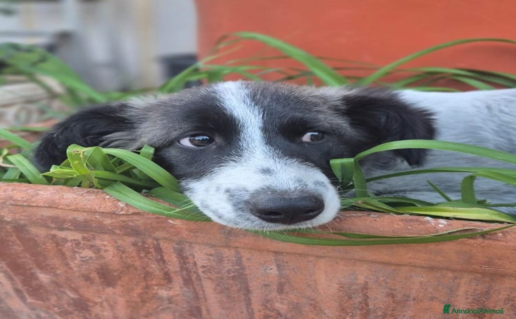 Meticcio cani - Annuncio 19