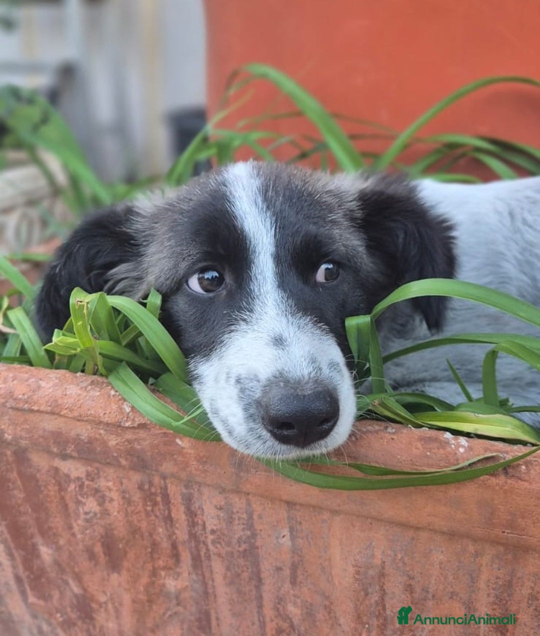 Meticcio cani in regalo: Moka socievole equilibrata affettuosa - Annuncio 1