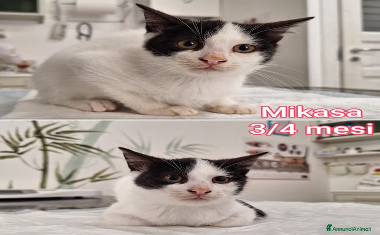 Europeo gatti - Annuncio 1