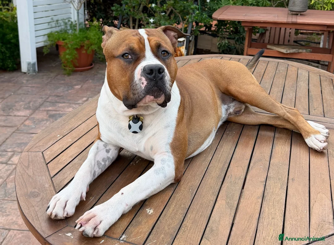 American Staffordshire cani per accoppiamento: Disponibile Monta Amstaf a Città metropolitana di Palermo - Annuncio 7