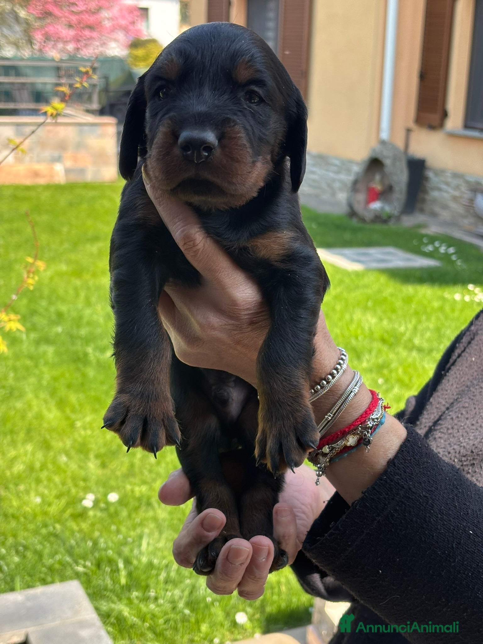 Setter Gordon cani CUCCIOLI MASCHI DI SETTER GORDON - Annuncio 1