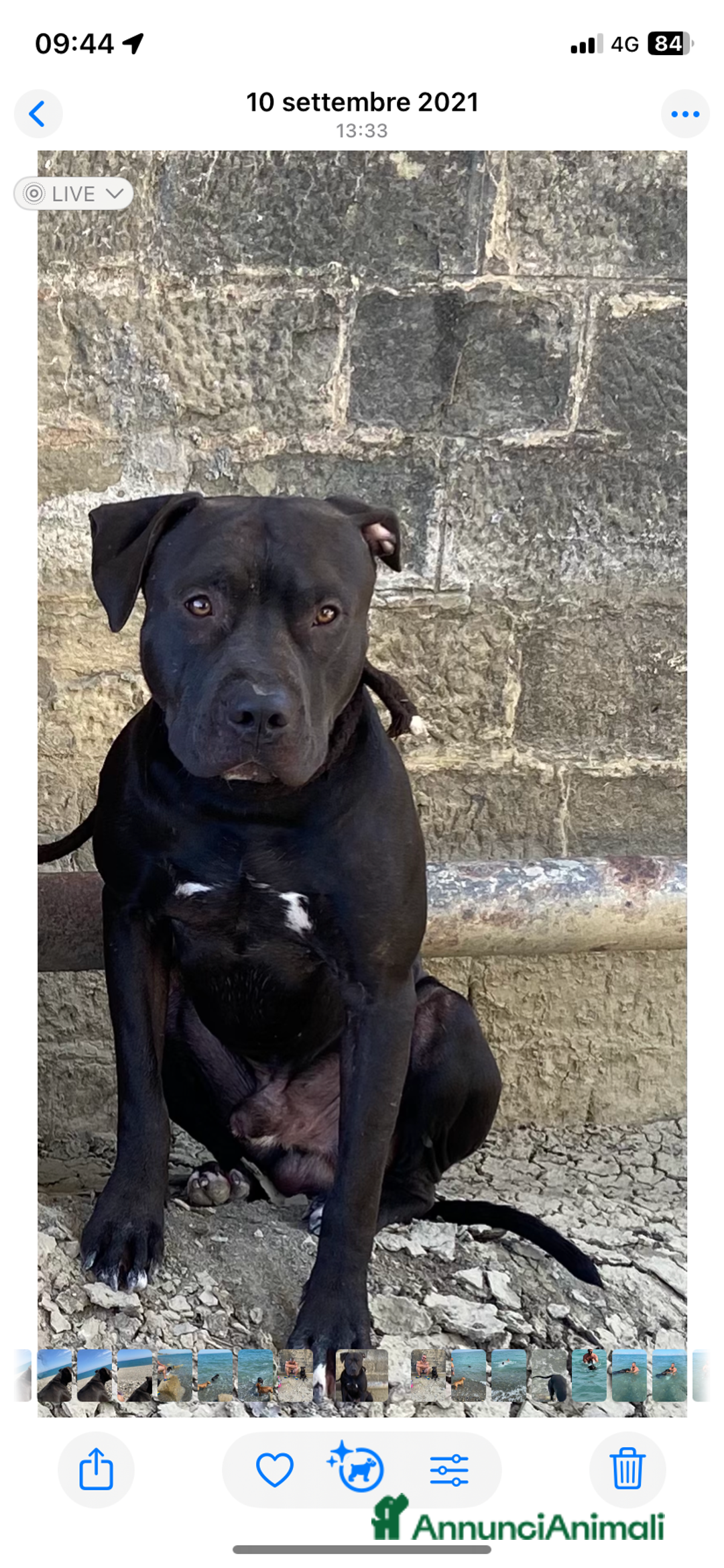 Pitbull cani in vendita: Cuccioli di pitbull adba - Annuncio 2