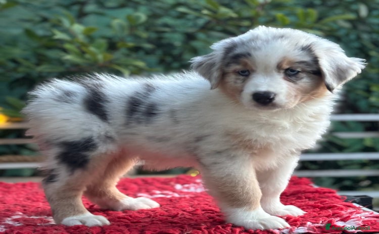 Australian Shepherd cani a Provincia di Vicenza - Annuncio 2