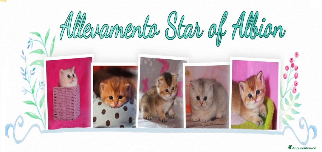 Immagine della galleria {{count}}