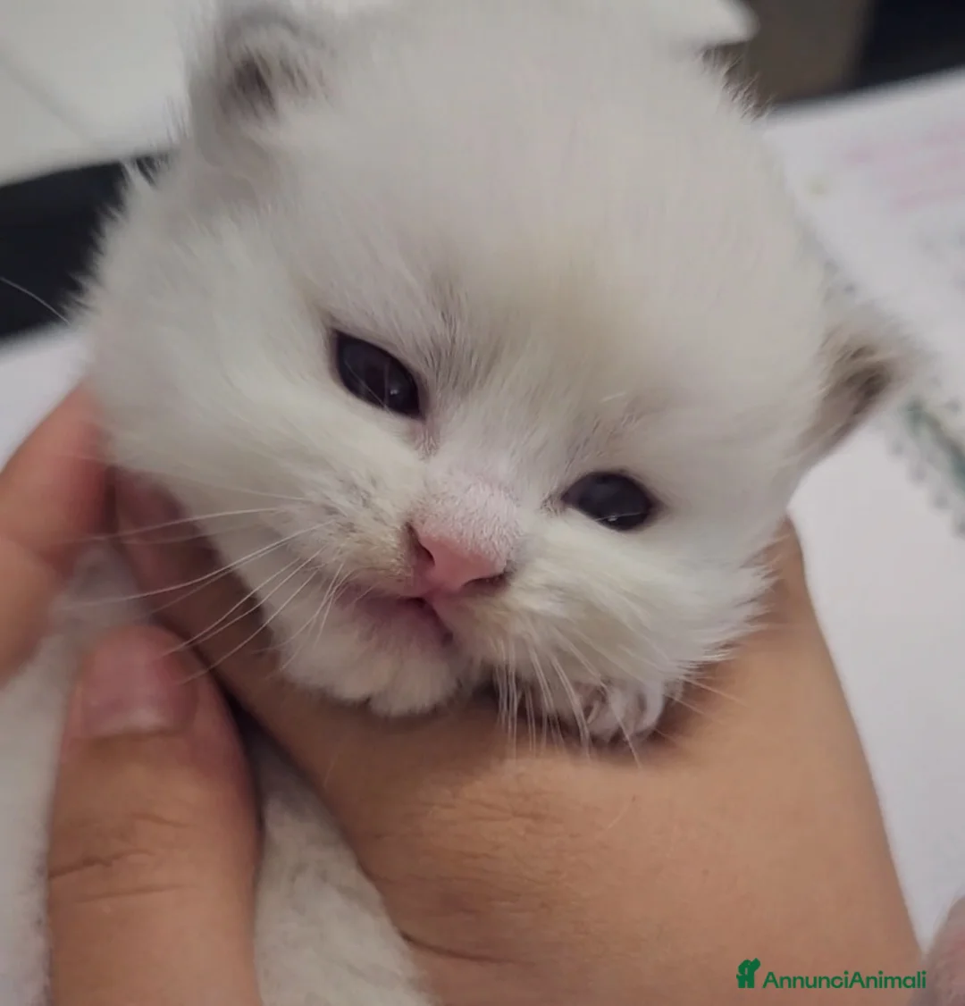 Immagine della galleria {{count}}